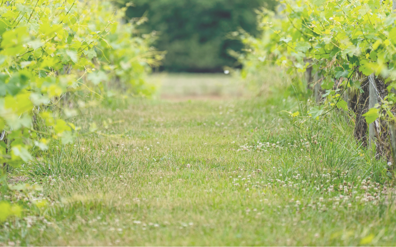 Tailgate | Ag Order 4.0 Webinar